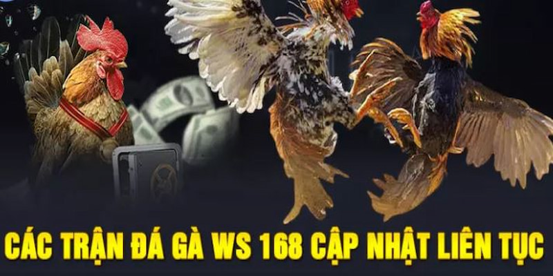 Đá Gà Ws168 SV388